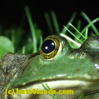 /home//u458753944/public_html/sourcegallery//Frogs/More bullfrogs/P7010207.JPG